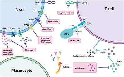 Advances in natural products and antibody drugs for SLE: new therapeutic ideas